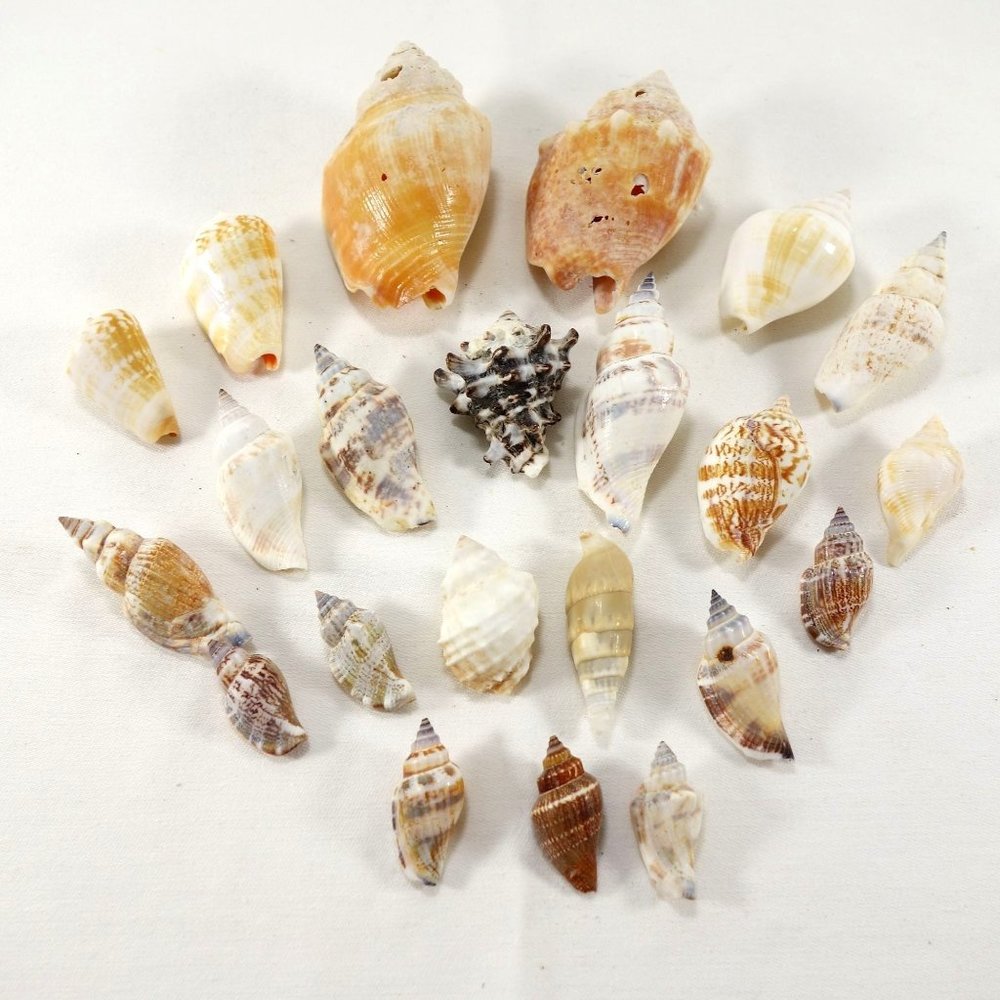 Assorted‎ Lot of Natural Seashell Shells Set of 22 Crafting Nautical Beach Decor